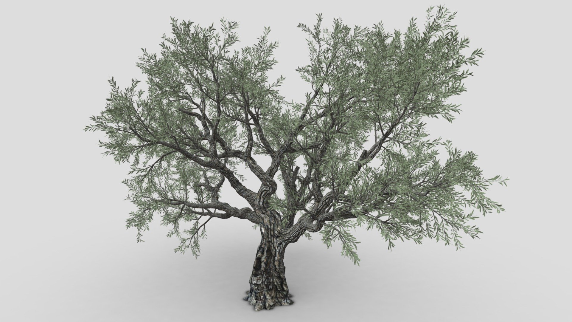 Live Oak Tree-S12 3d model