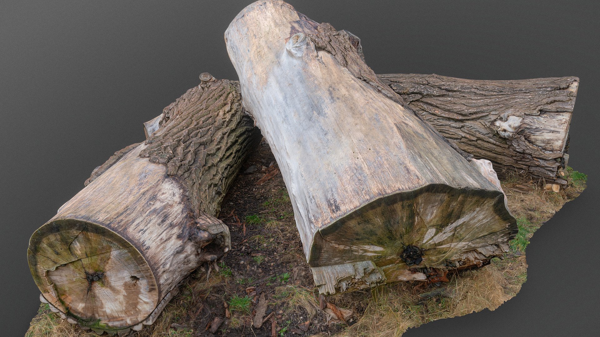 Thick ash tree trunks 3d model