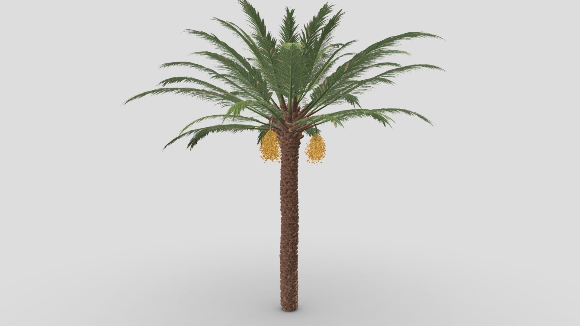 Date Tree- 01 3d model