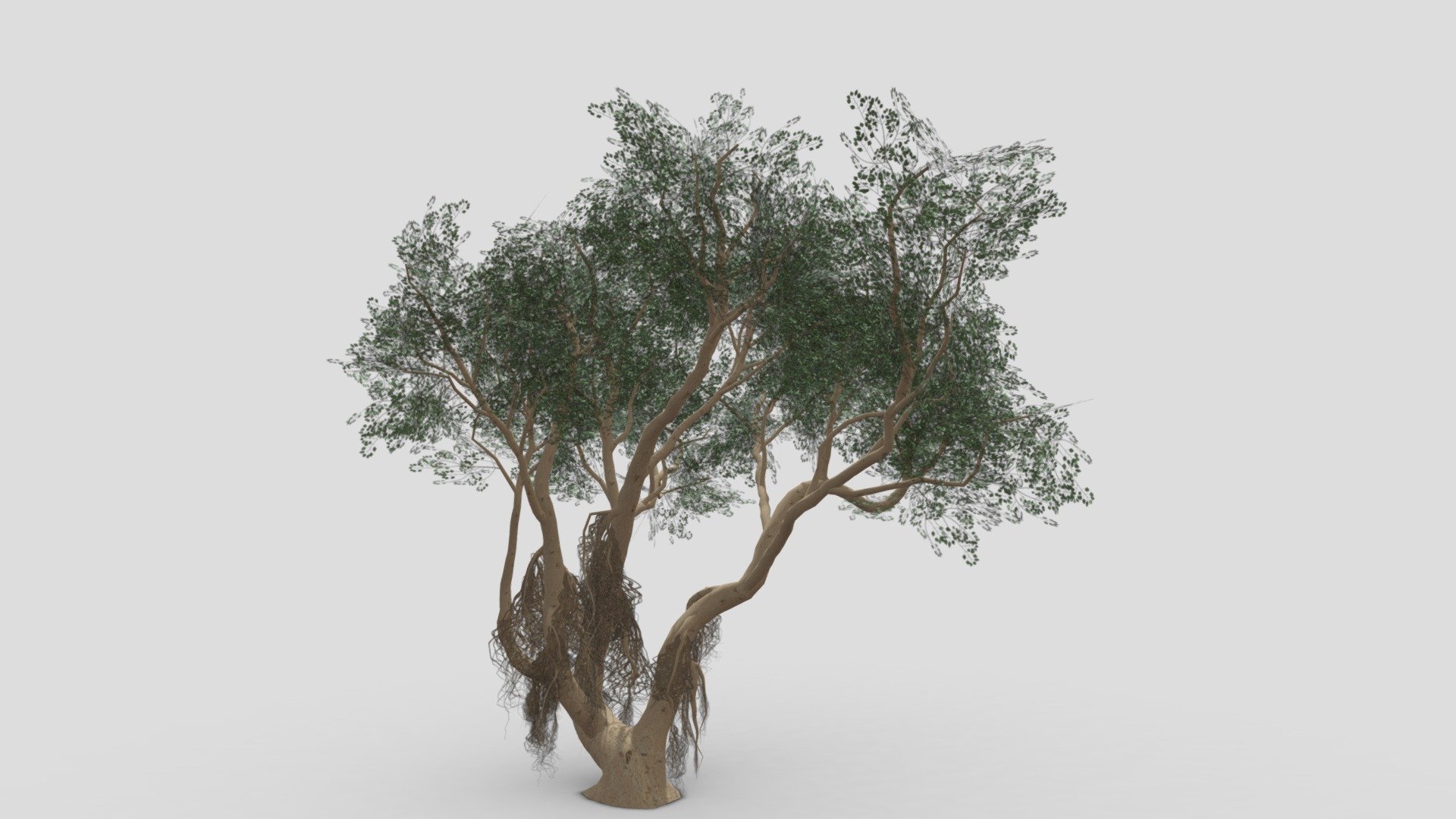 Ficus Benjamina Tree-S20 3d model