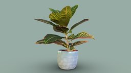 Garden Croton plant