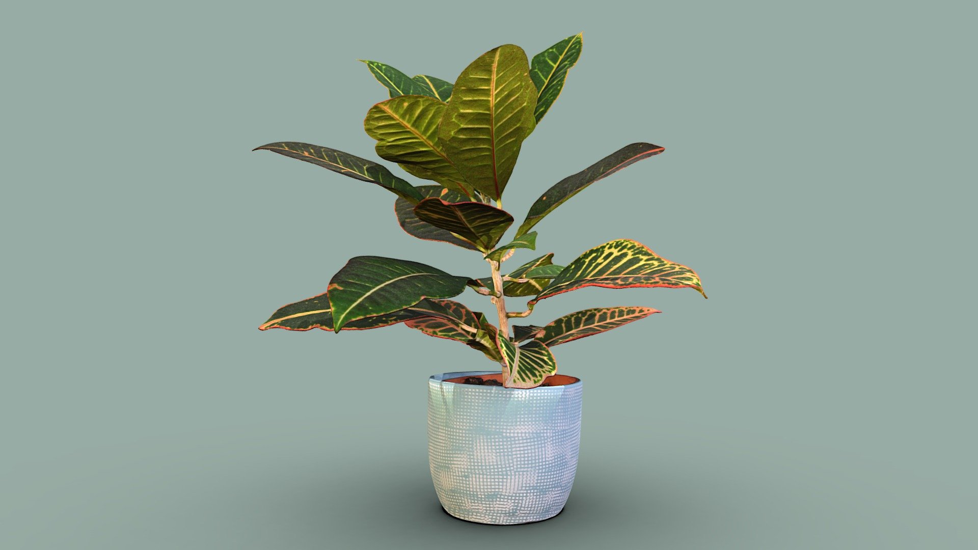 Garden Croton plant 3d model