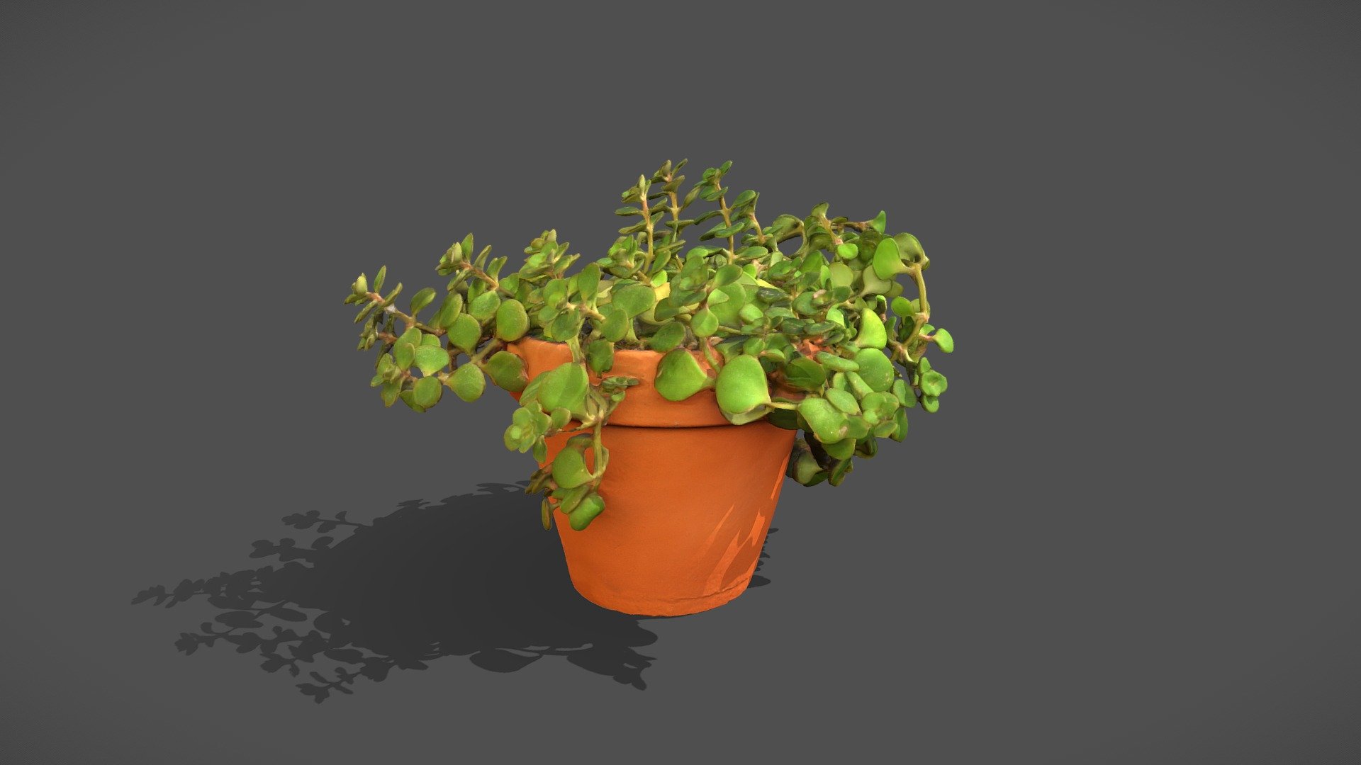 Japanese stonecrop 3d model