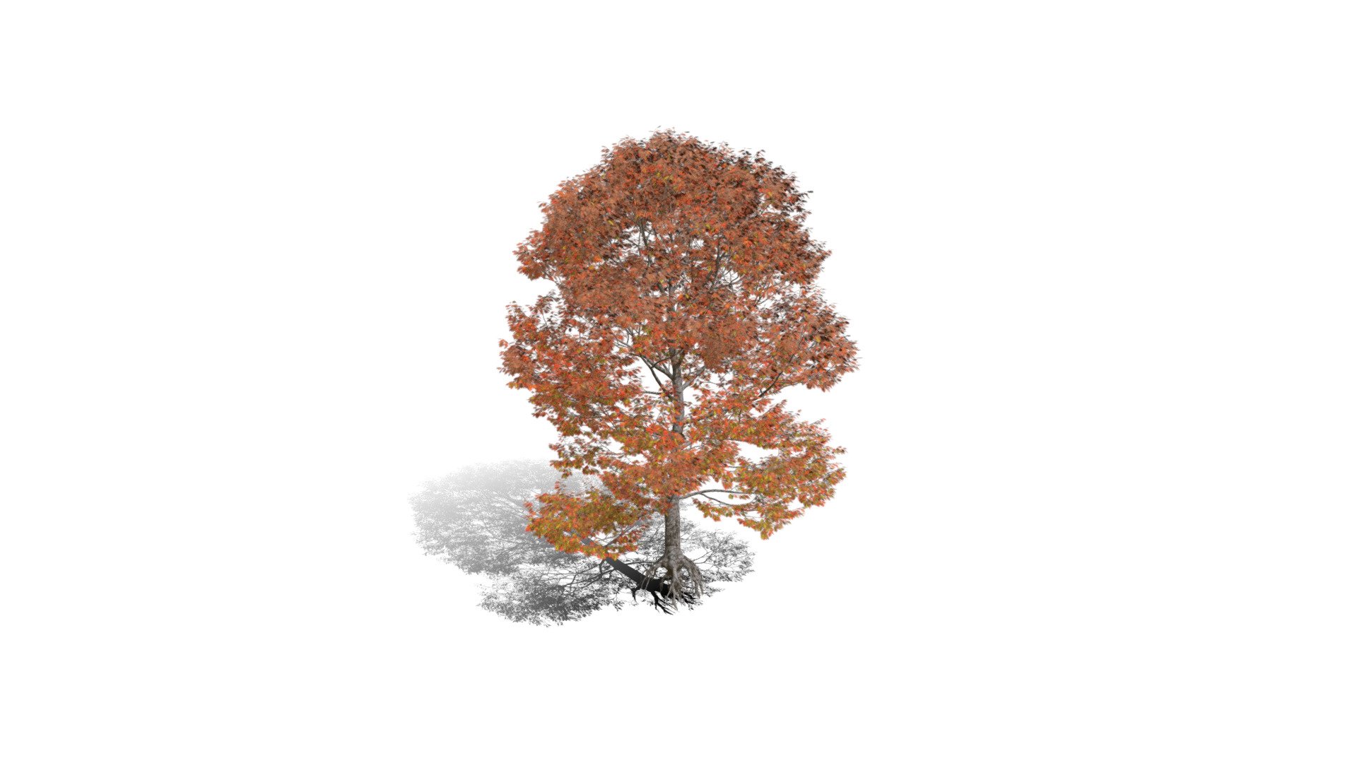 Realistic HD Northern red oak (39/138) 3d model