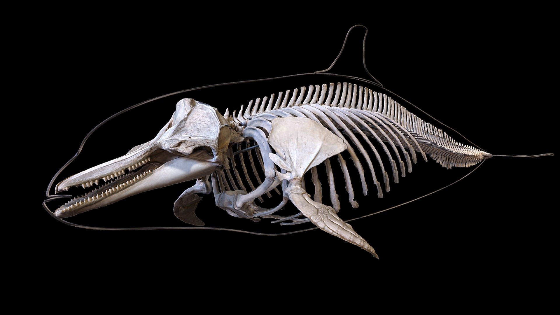 Dolphin skeleton 3d model