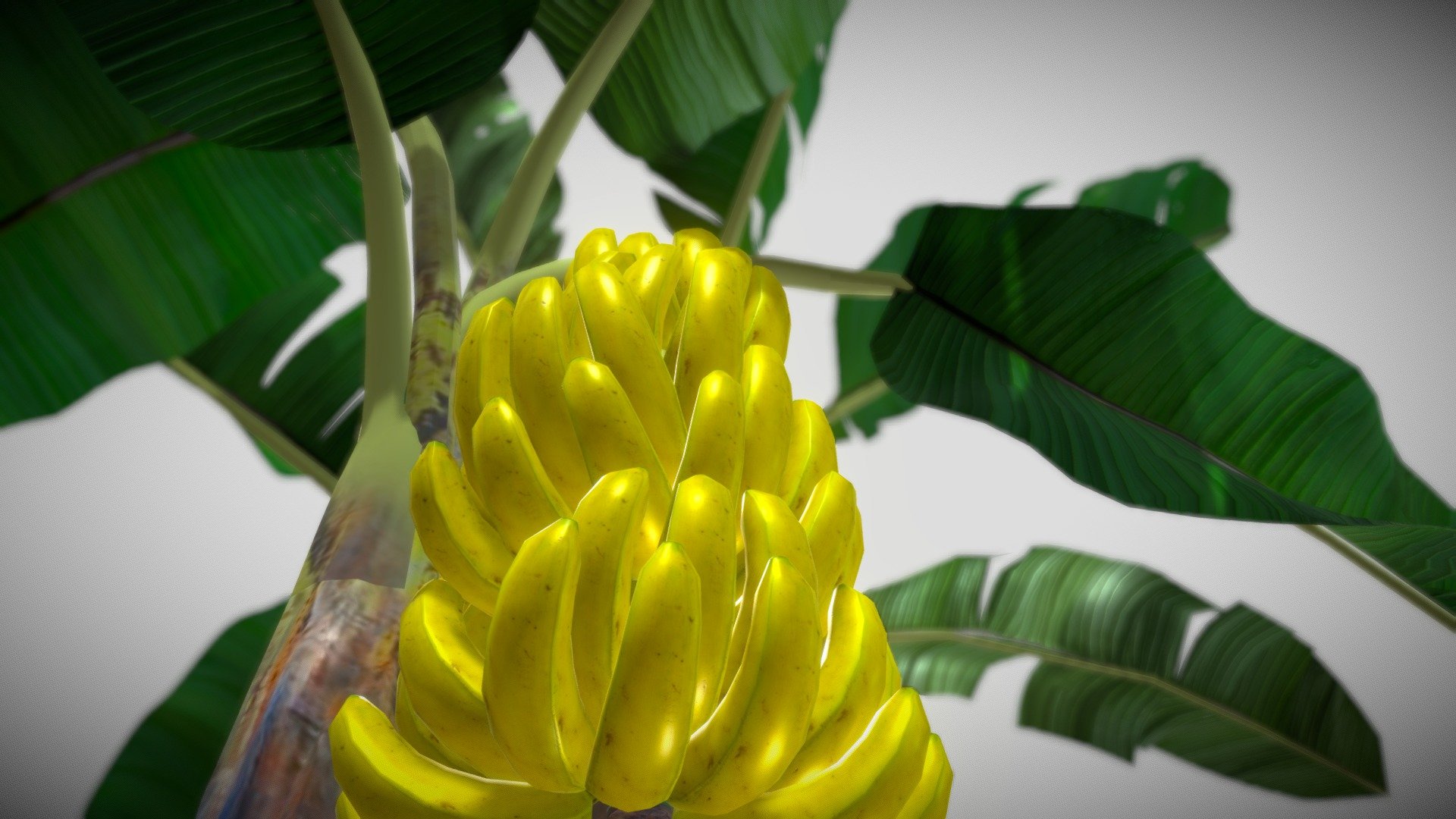 Banana Tree 3d model