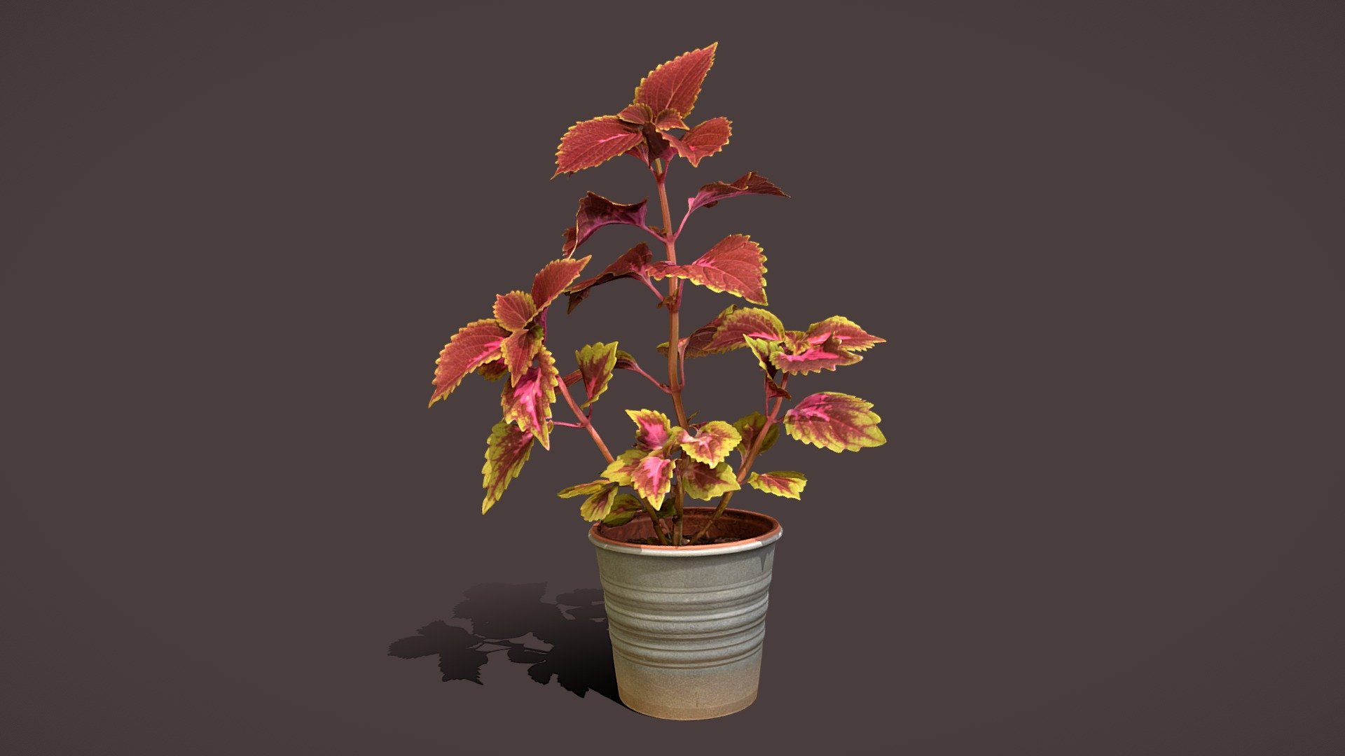 Red Coleus 3d model