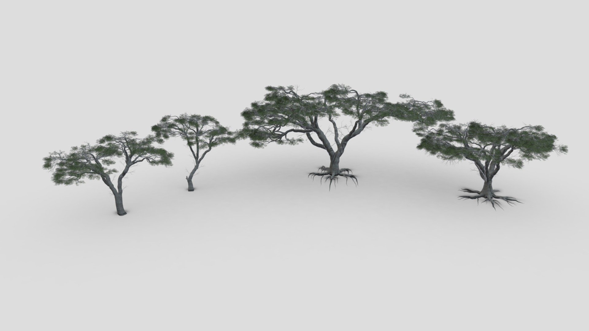 African Acacia Tree- Pack 01 3d model