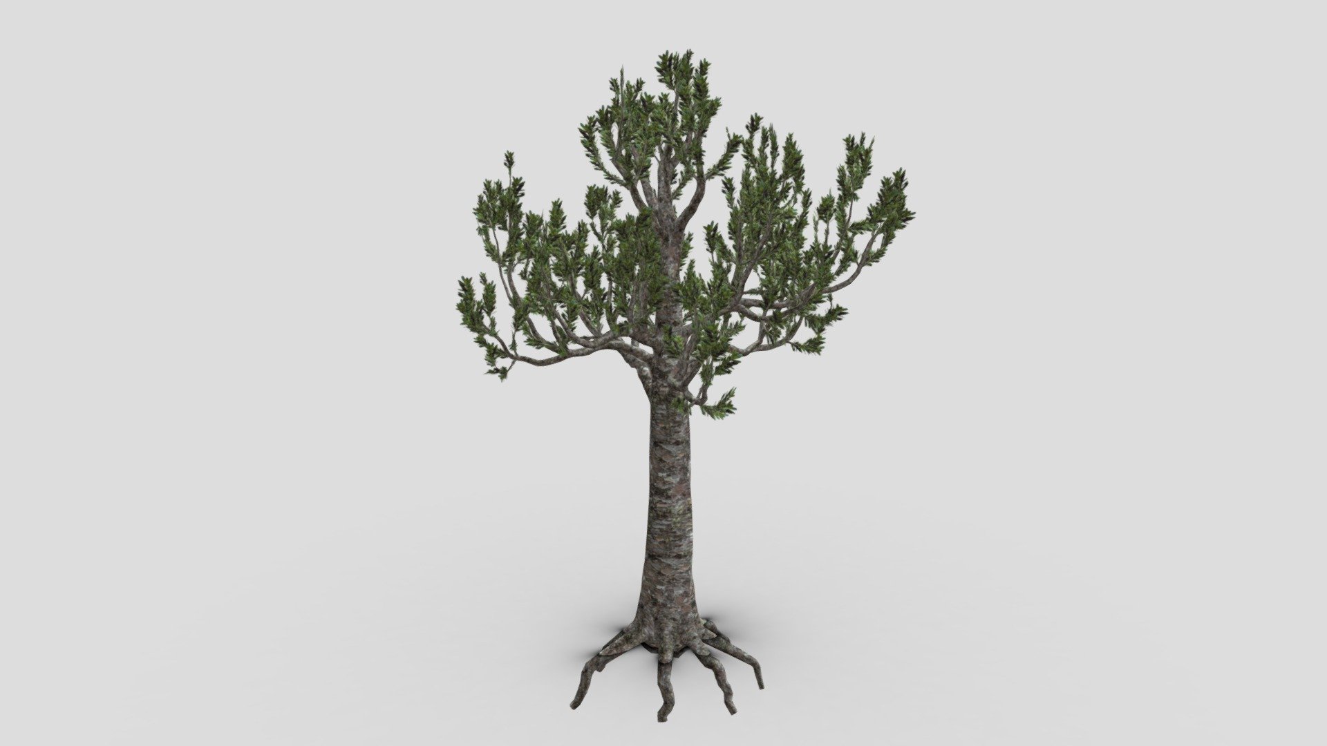 Kauri tree- S4 3d model