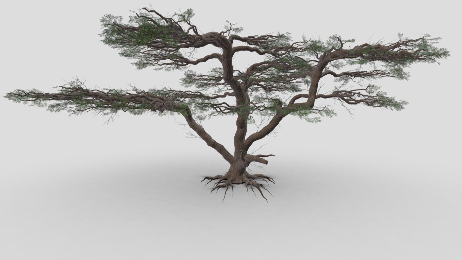 African Acacia Tree-S8 3d model