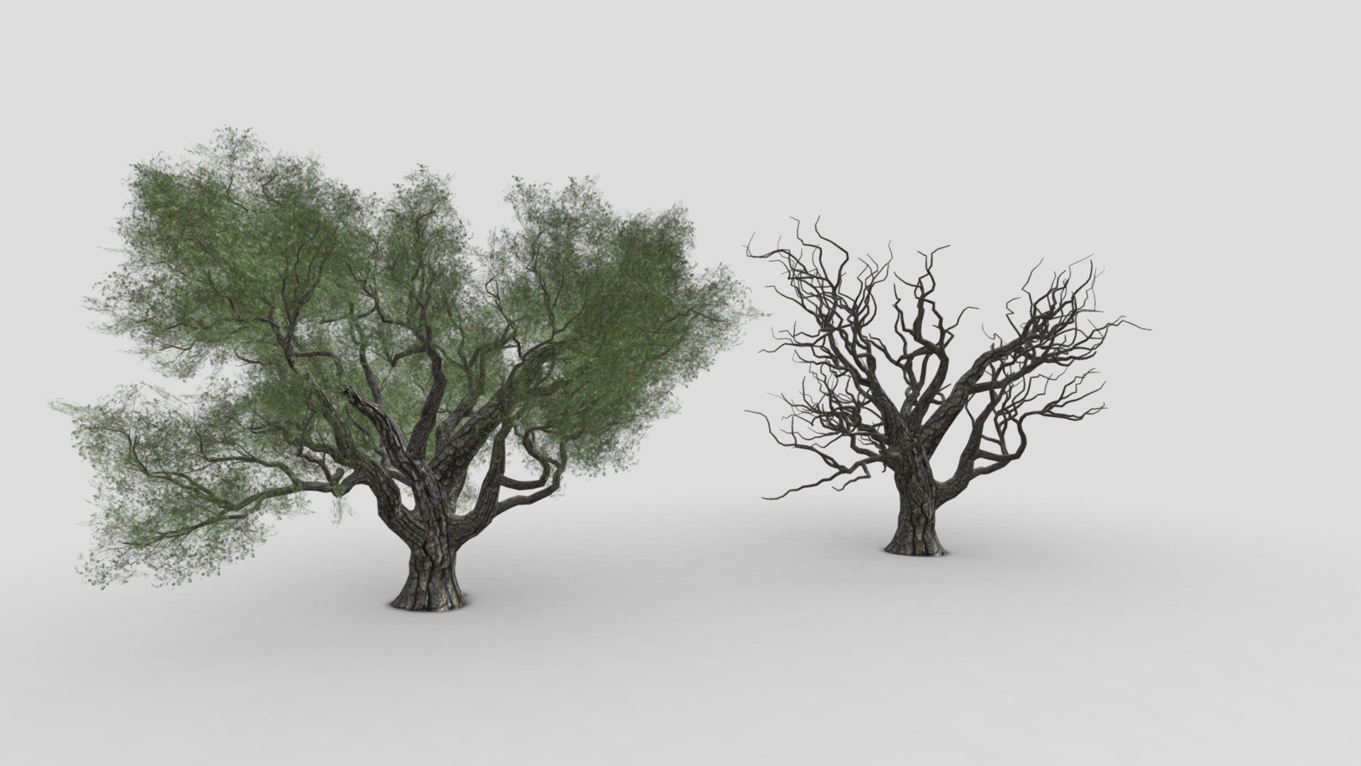 Live Oak-SK-03 3d model