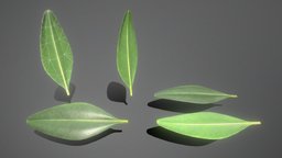 Boxwood Leaf Low-Poly