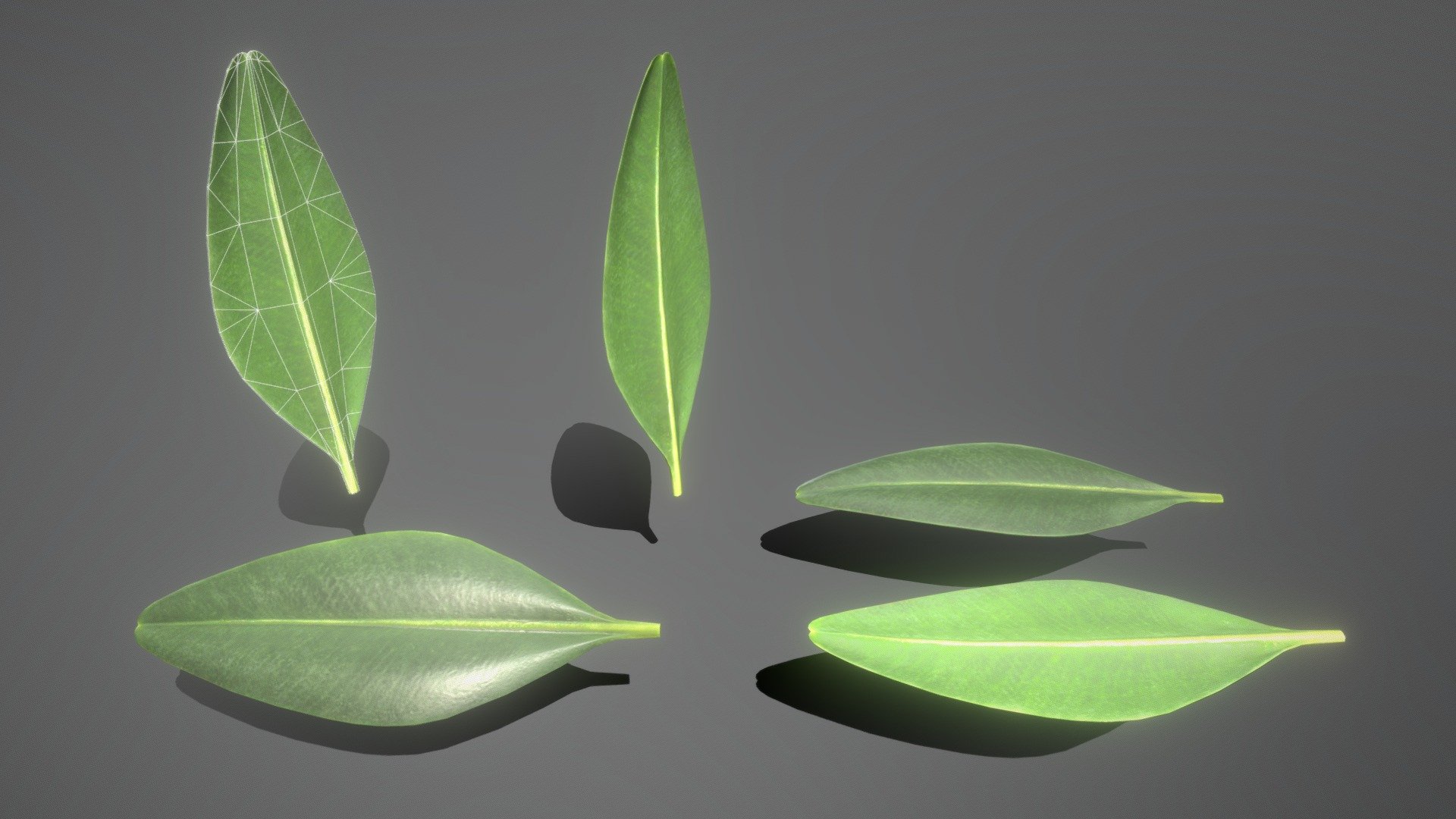 Boxwood Leaf Low-Poly 3d model