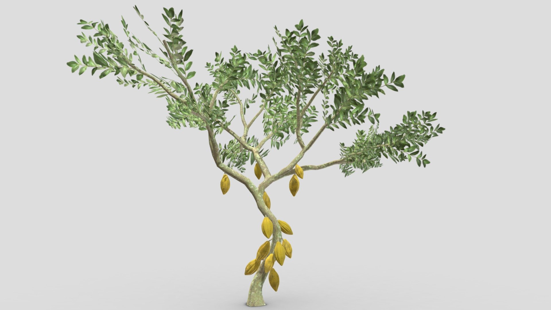 Cacao Tree( Yellow Fruit)- 03 3d model