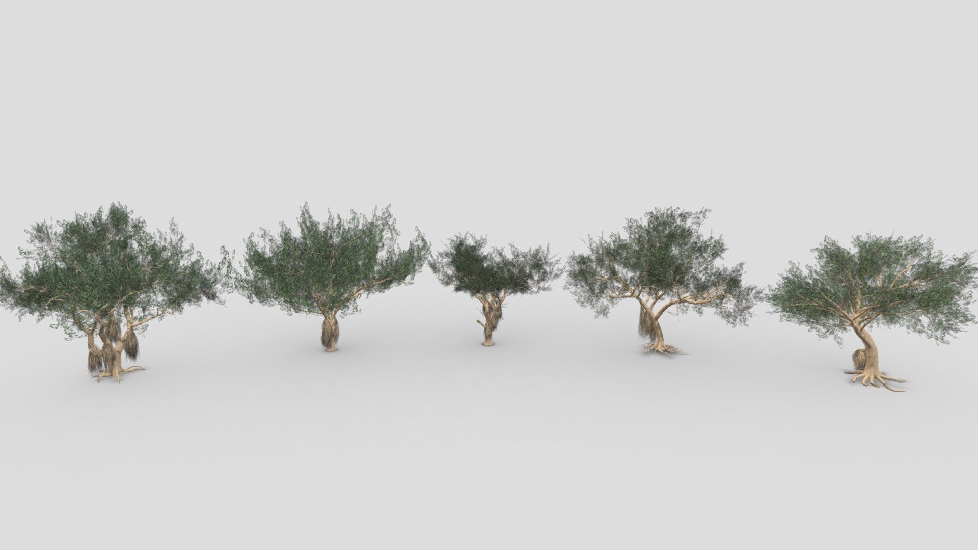 Ficus Benjamina Tree- Pack 03 3d model