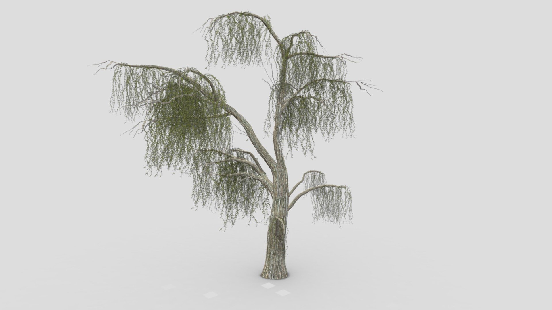 Weeping Willow Tree-16 3d model