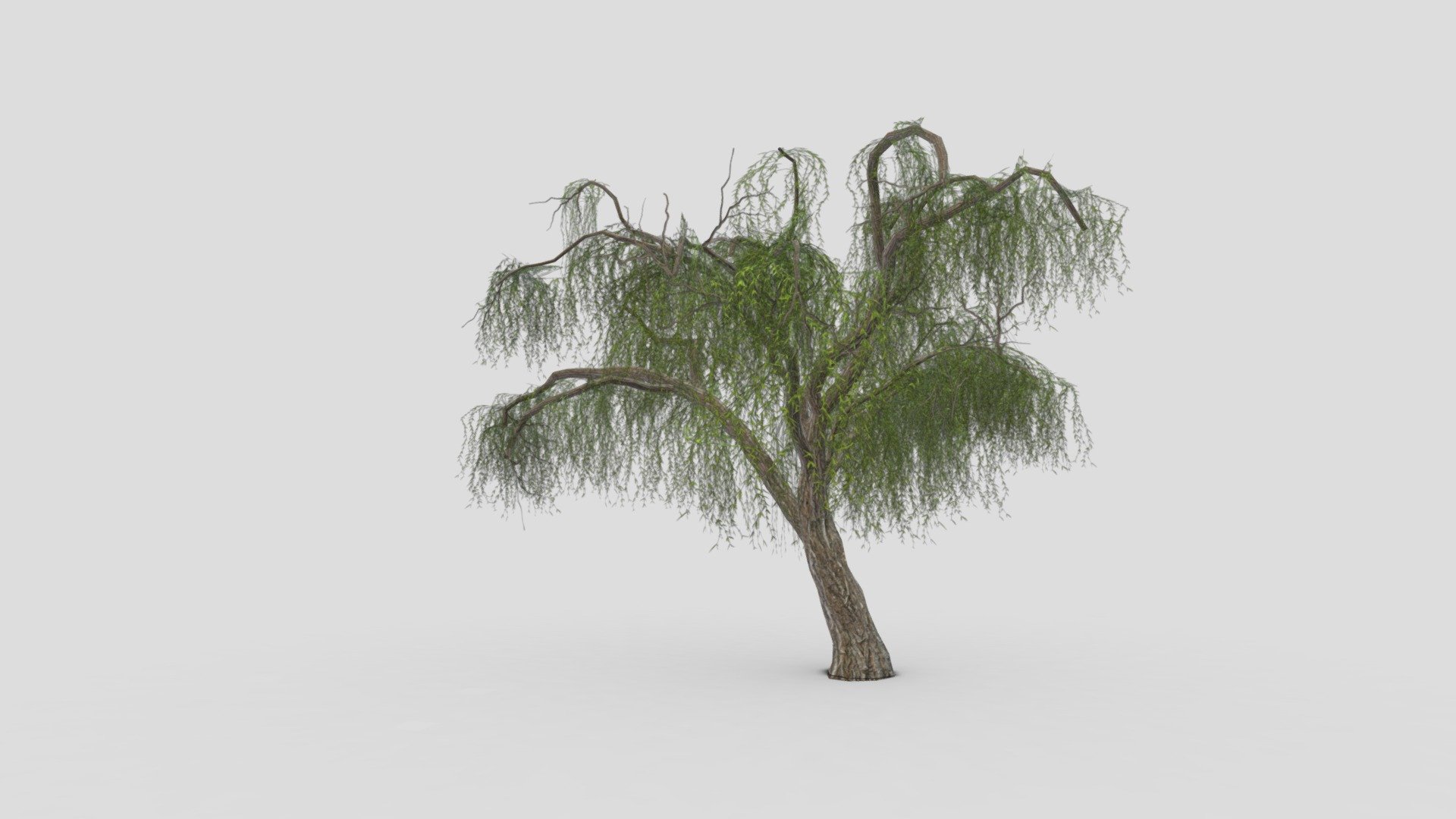 Weeping Willow Tree-02 3d model