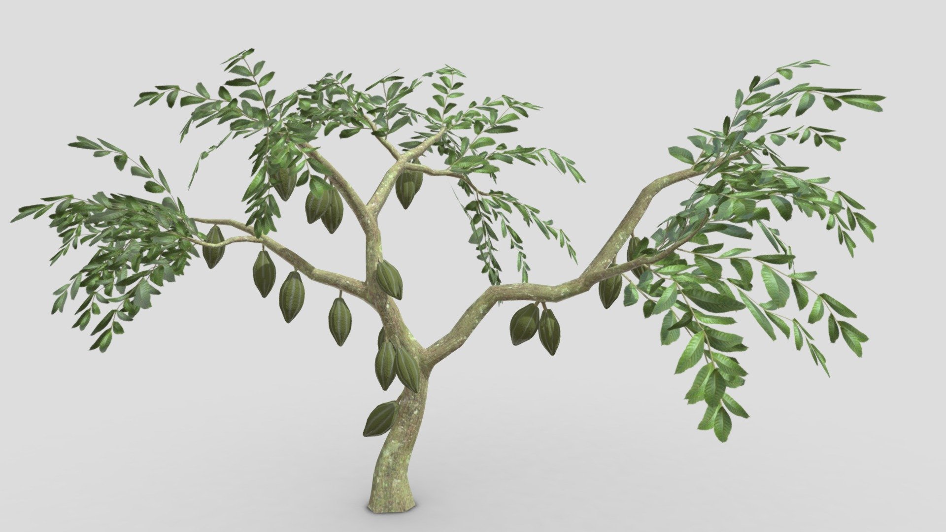 Cacao Tree( Green Fruit)- 07 3d model