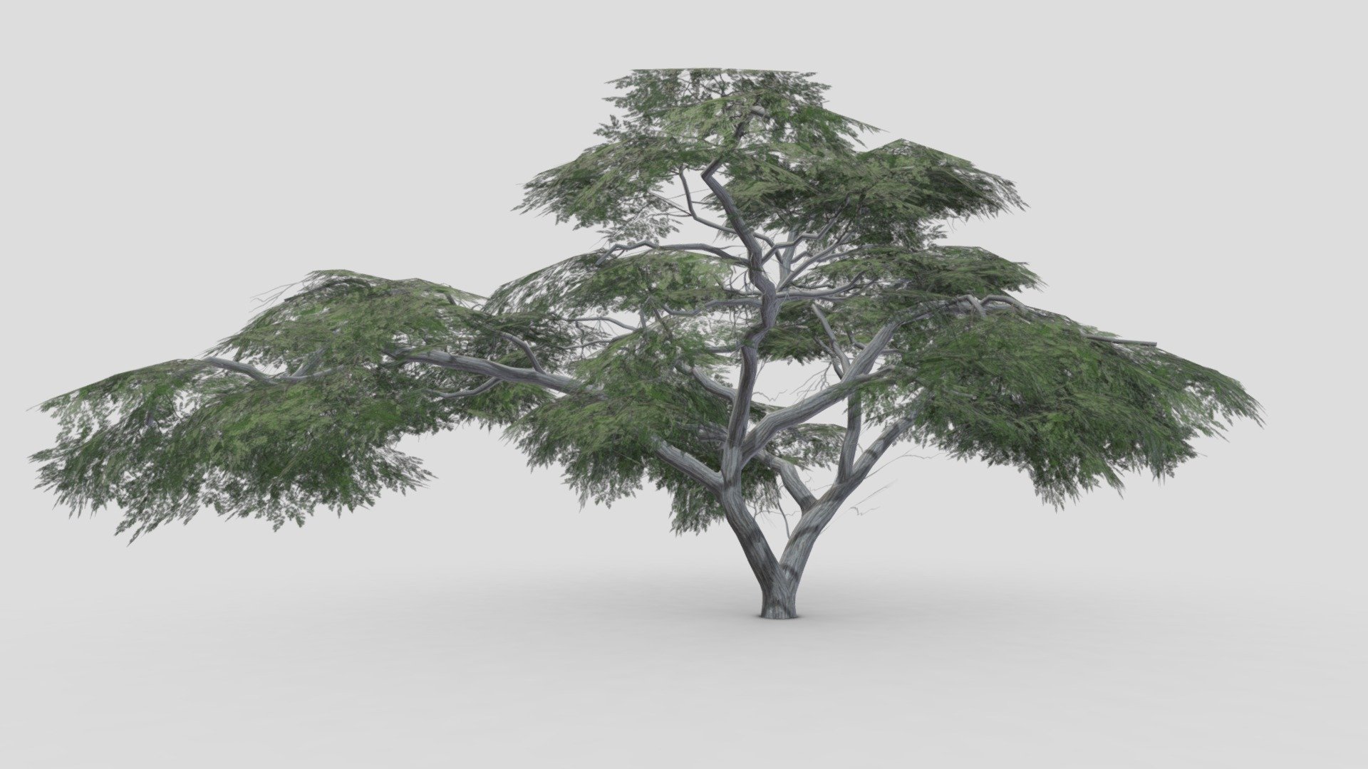 Acacia Tree-S14 3d model