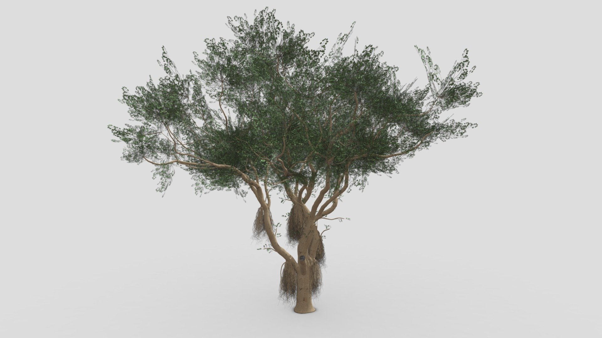 Ficus Benjamina Tree-S13 3d model