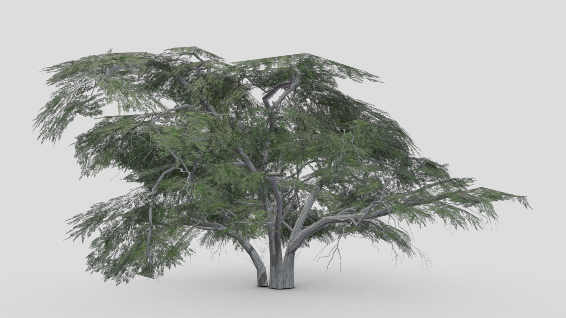 Acacia Tree- S24 3d model