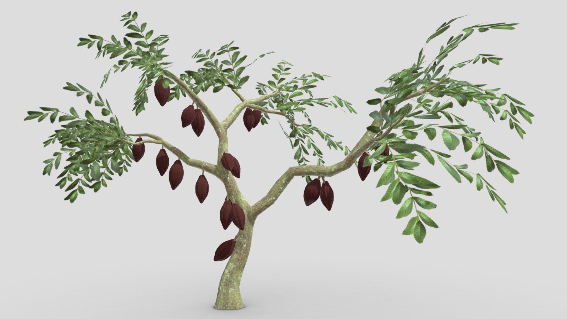 Cacao Tree( Brown Fruit)- 07 3d model