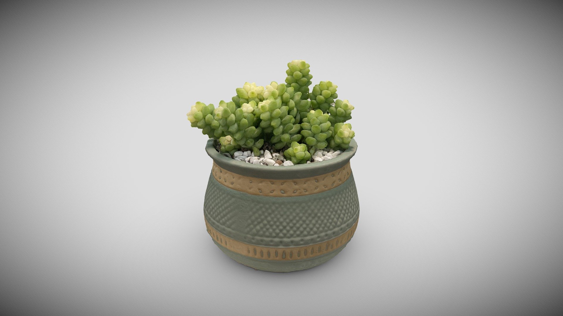 succulent plants2 3d model