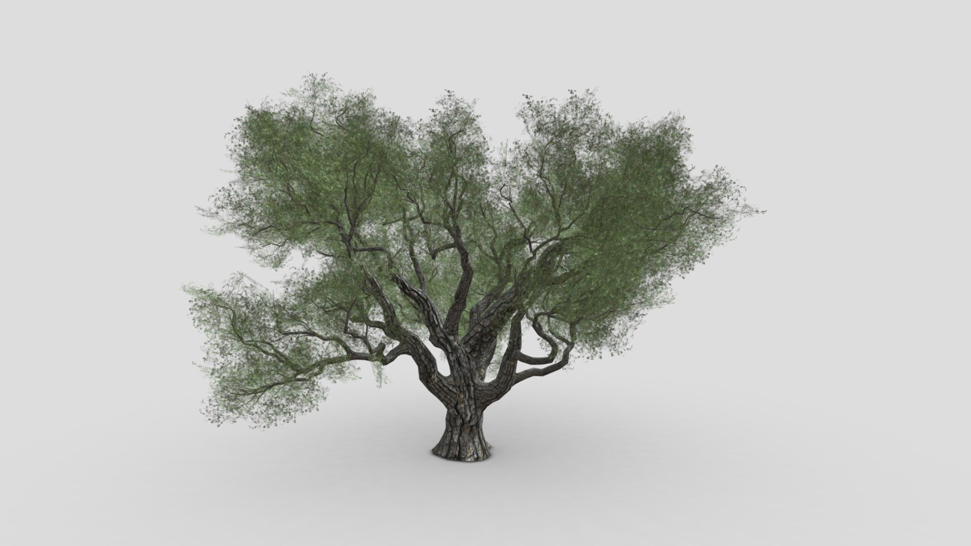 Live oak-SK-01 3d model