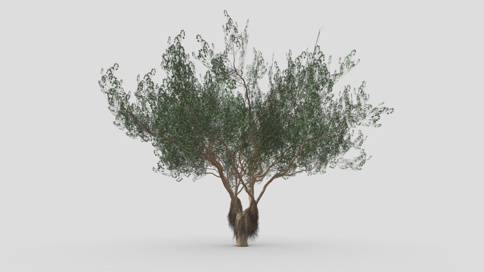 Ficus Benjamina Tree-S12 3d model