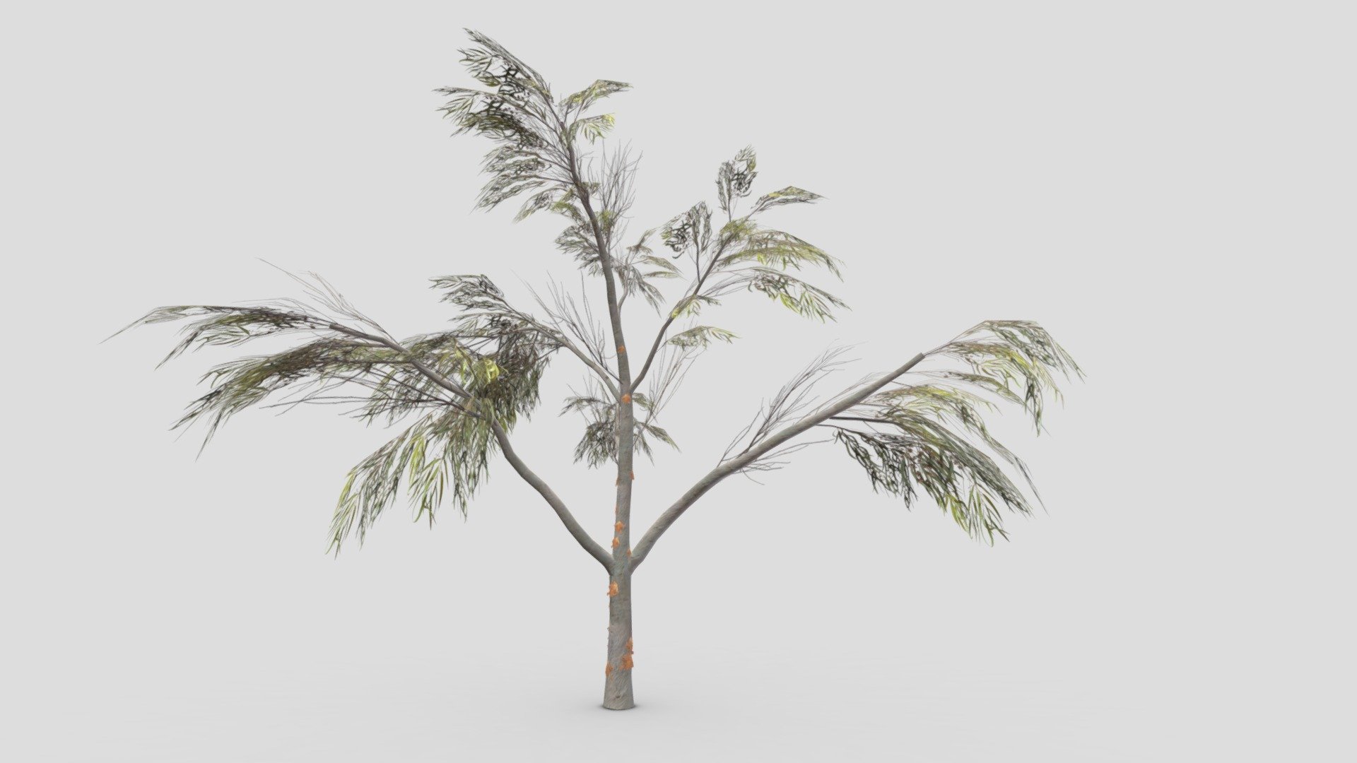 Eucalyptus Tree- 10 3d model