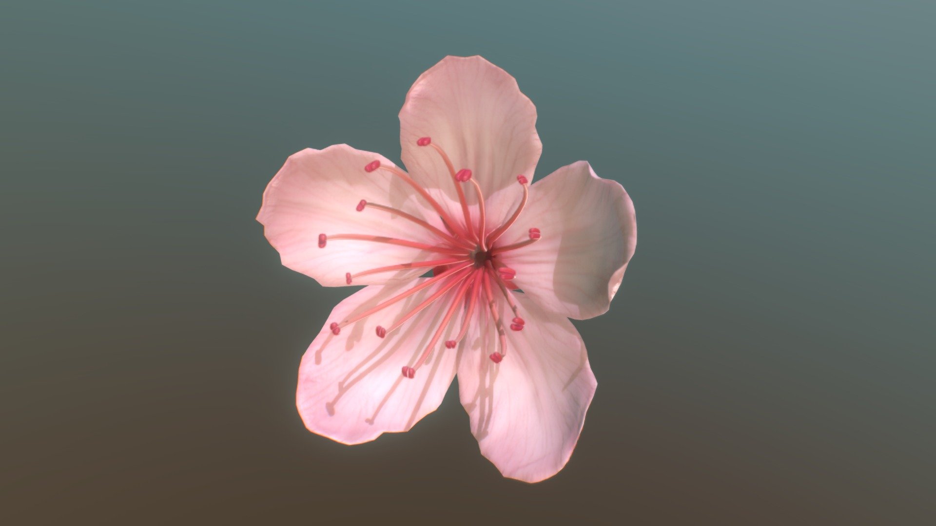 sakura 3d model