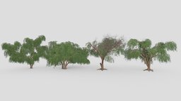 Prosopis Tree- Pack- 03