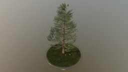 Pine Tree