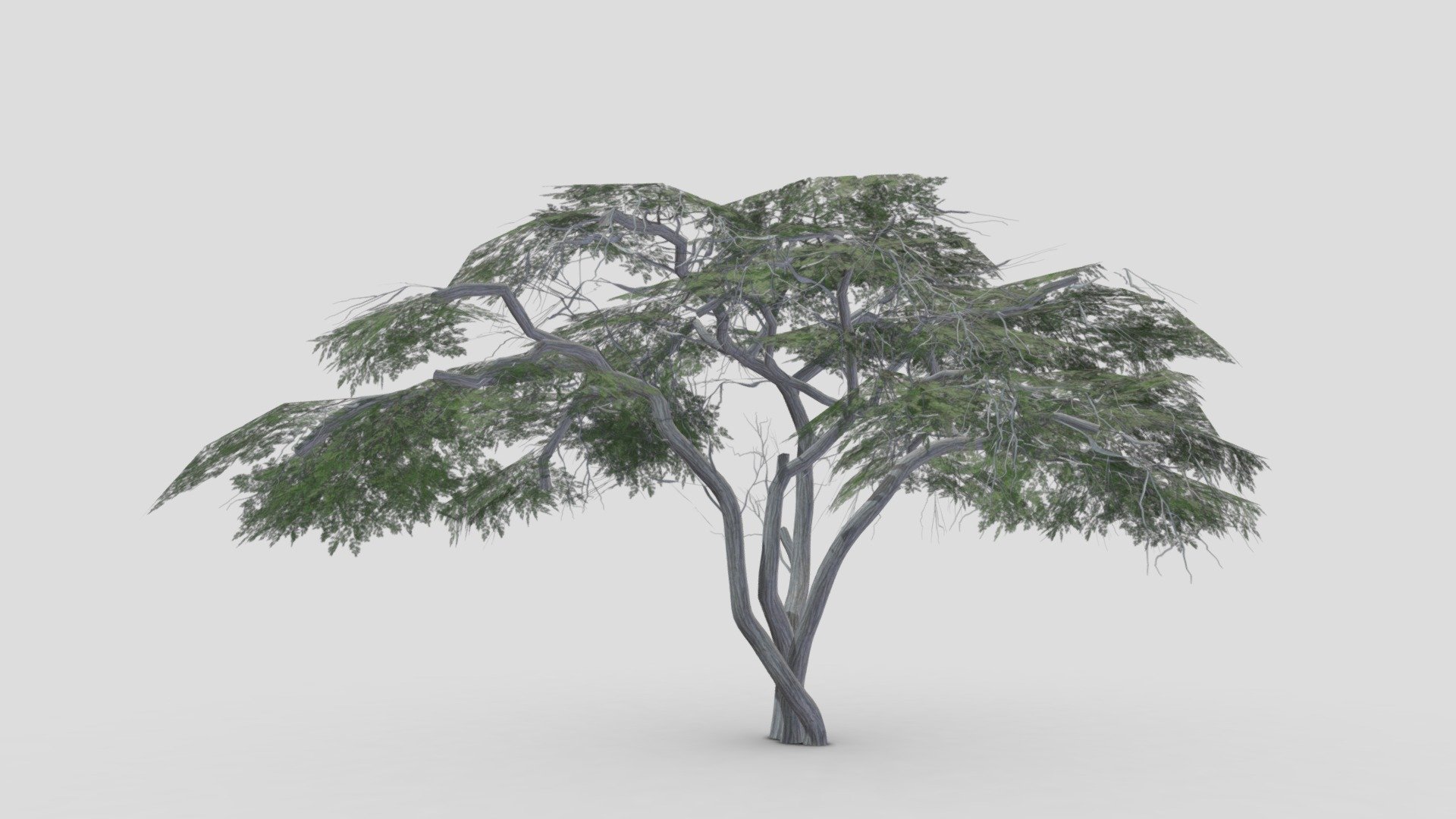 Acacia Tree-S18 3d model