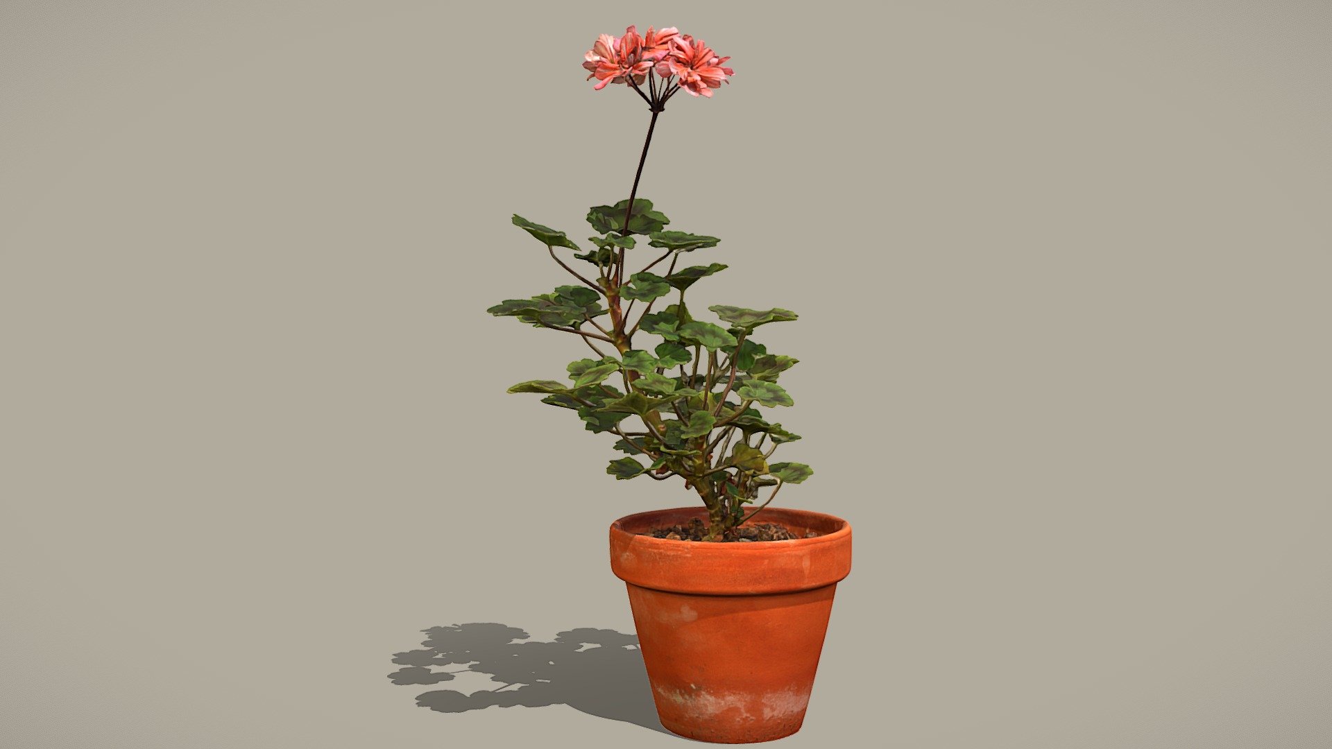 Pelargonium 3d model