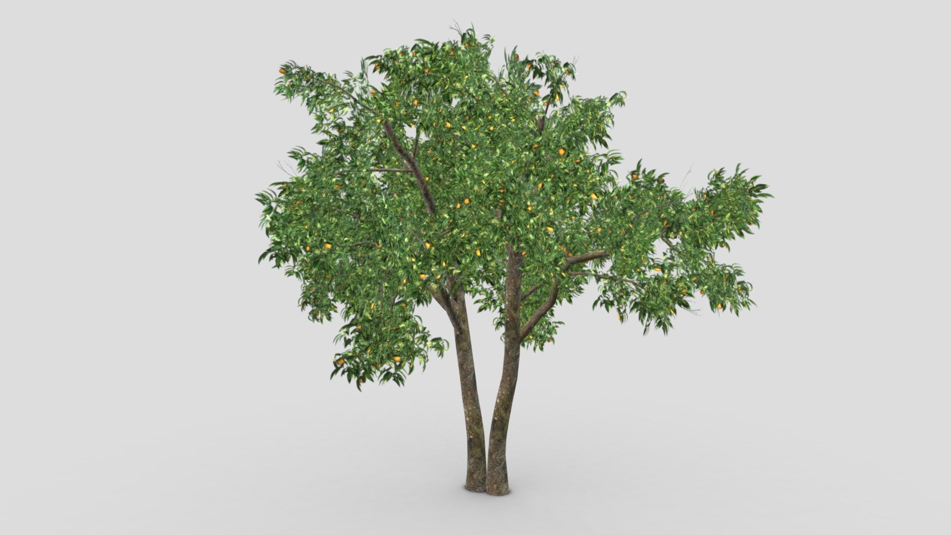 Orange Tree- S09 3d model