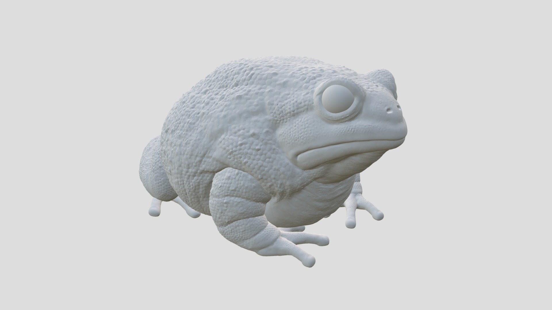 3D Anaxyrus 3d model