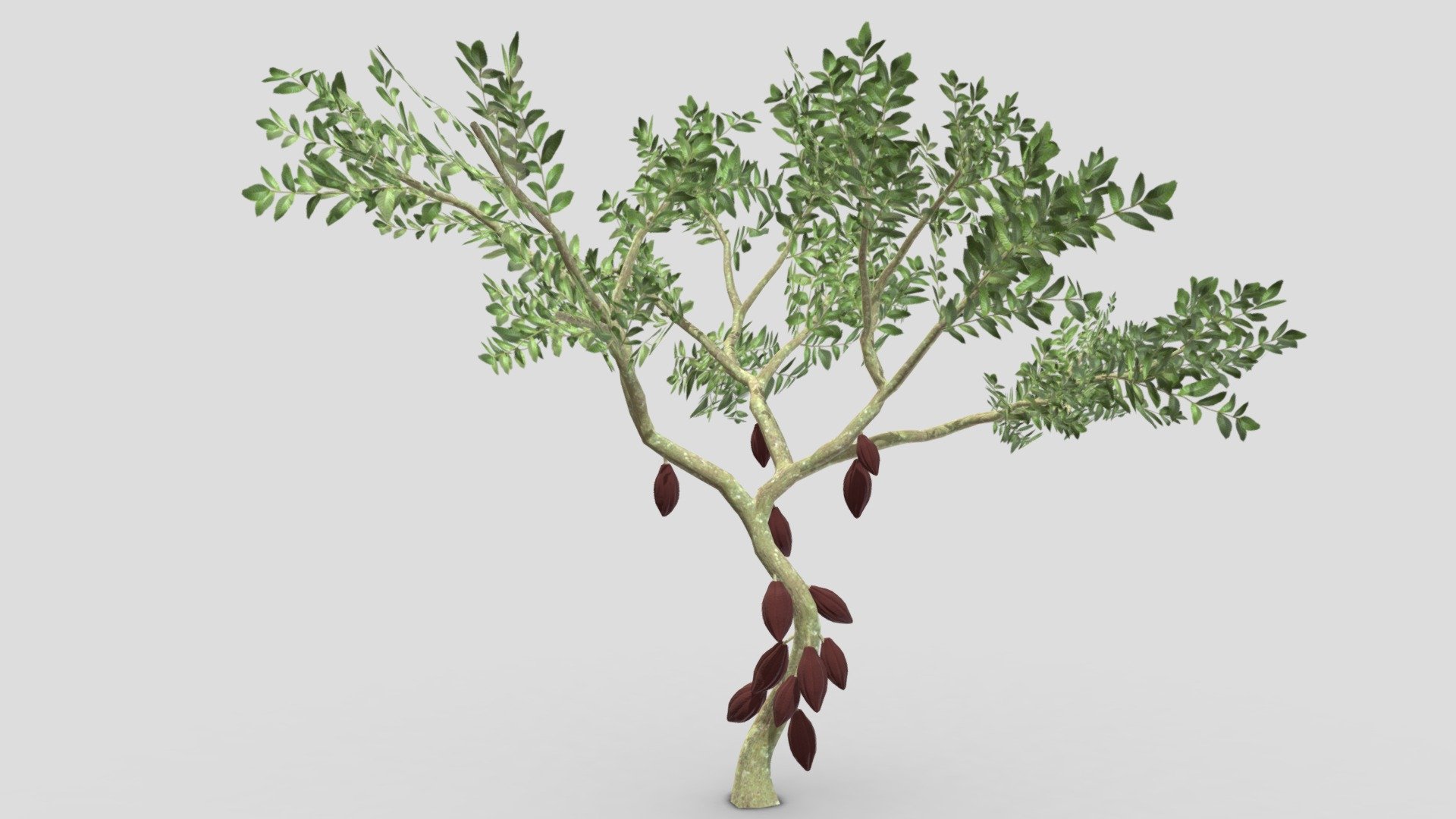 Cacao Tree( Brown Fruit)- 03 3d model