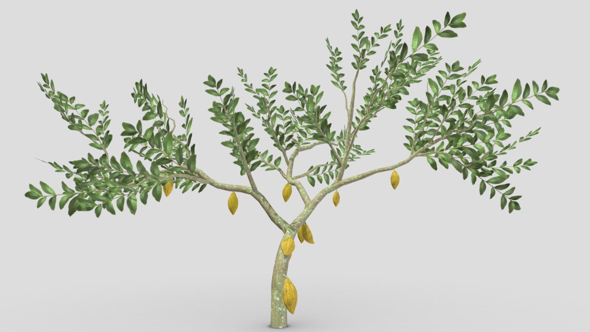 Cacao Tree(Yellow Fruit)- 02 3d model