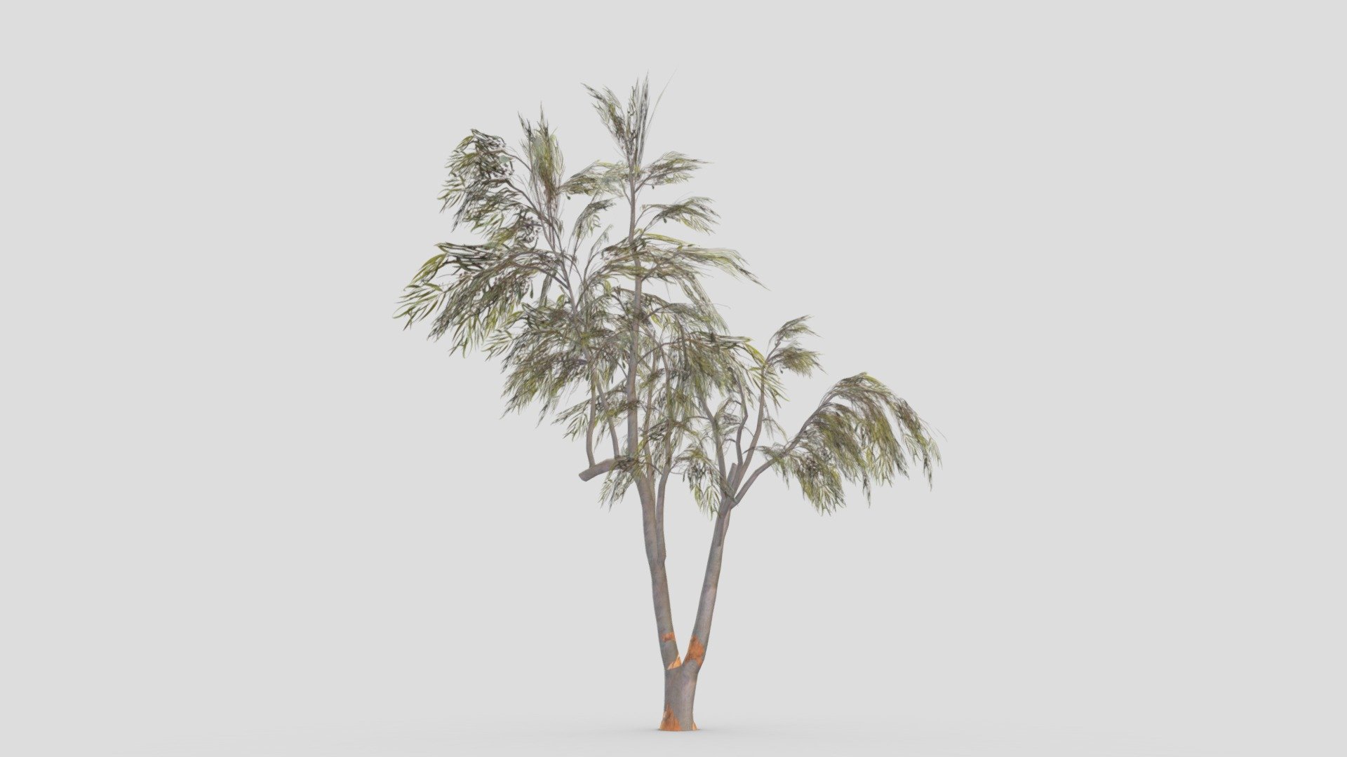 Eucalyptus Tree- 16 3d model