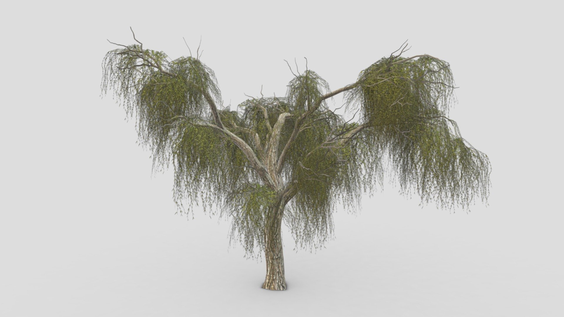 Weeping Willow Tree-11 3d model