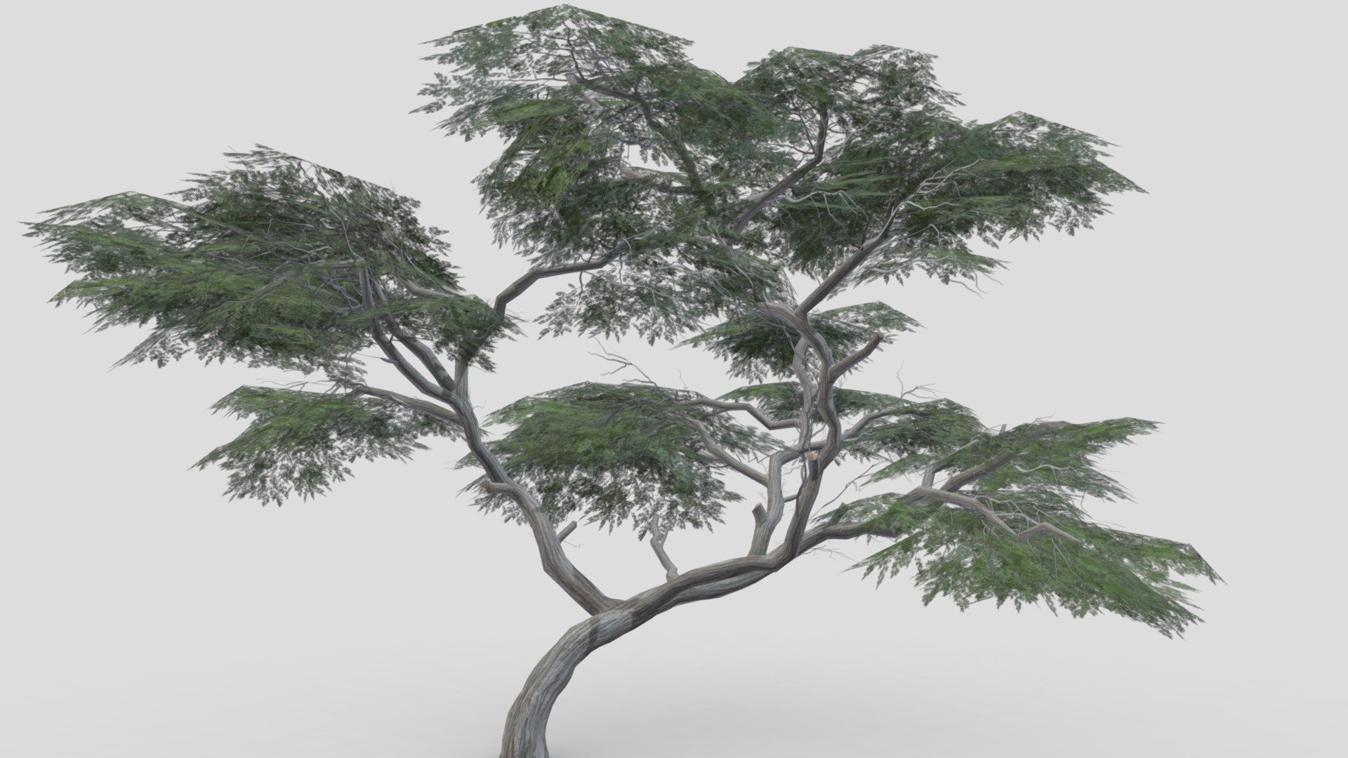 Acacia Tree-S20 3d model