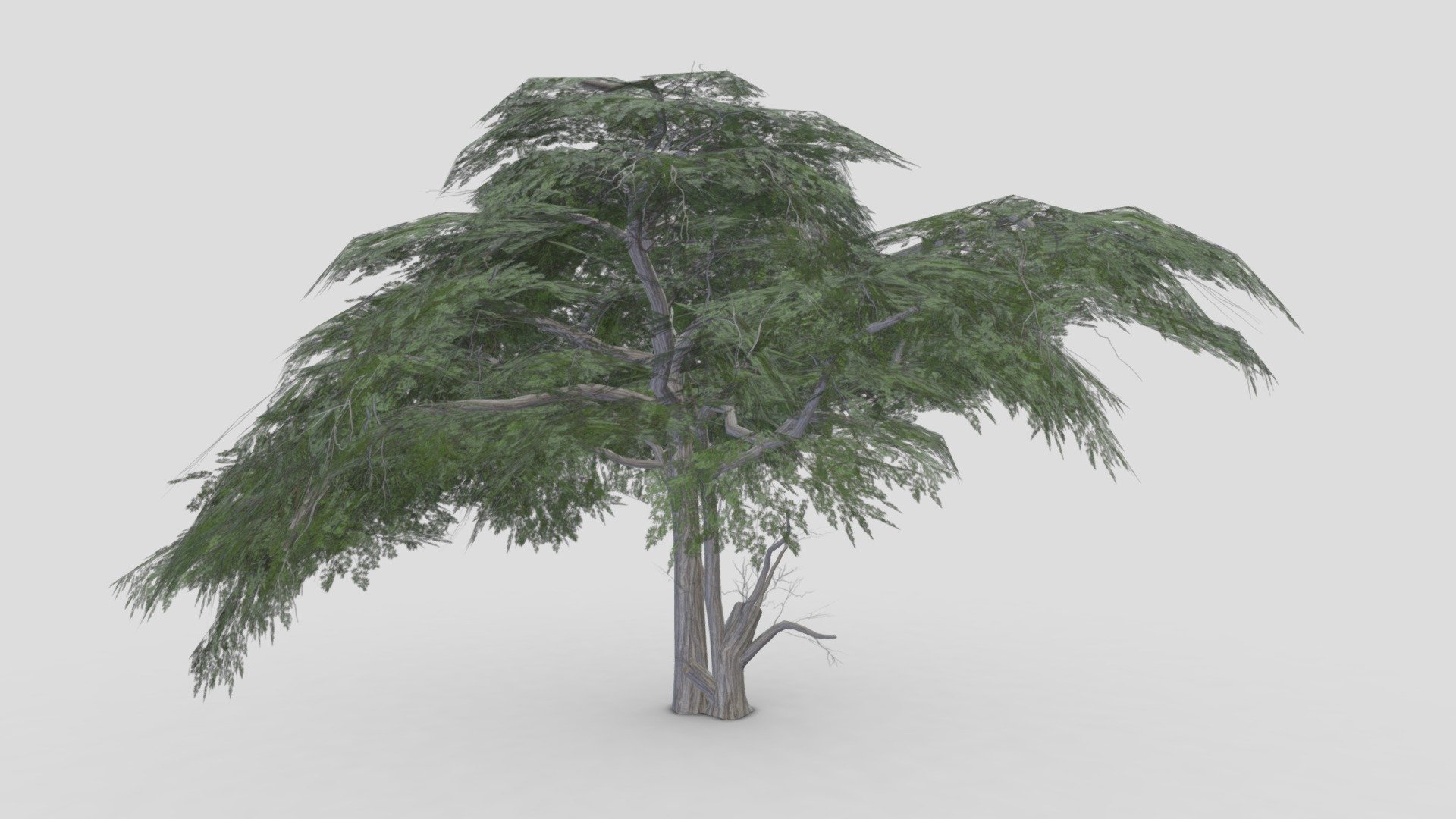 Acacia Tree- 13 3d model