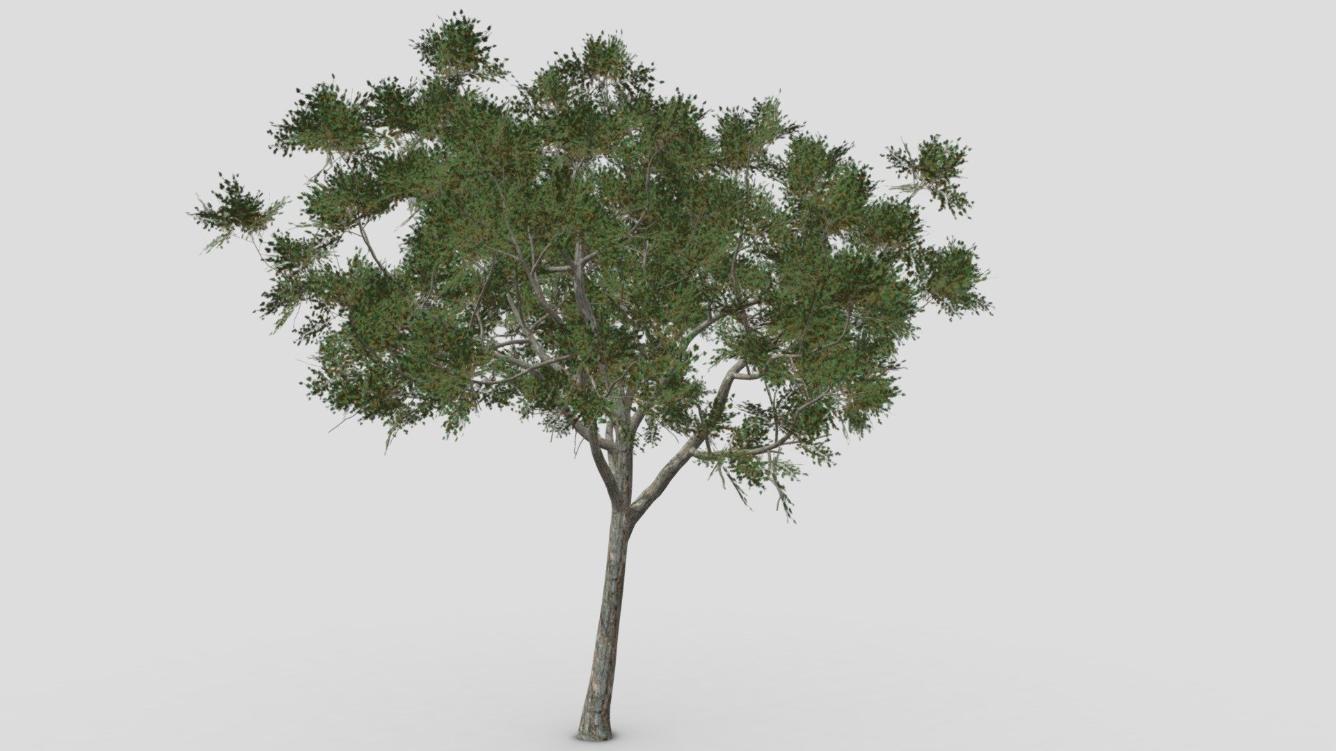 River Birch-SK-09 3d model