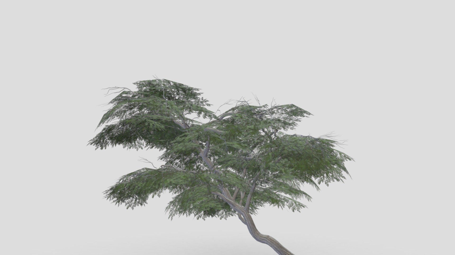 Acacia Tree-S19 3d model