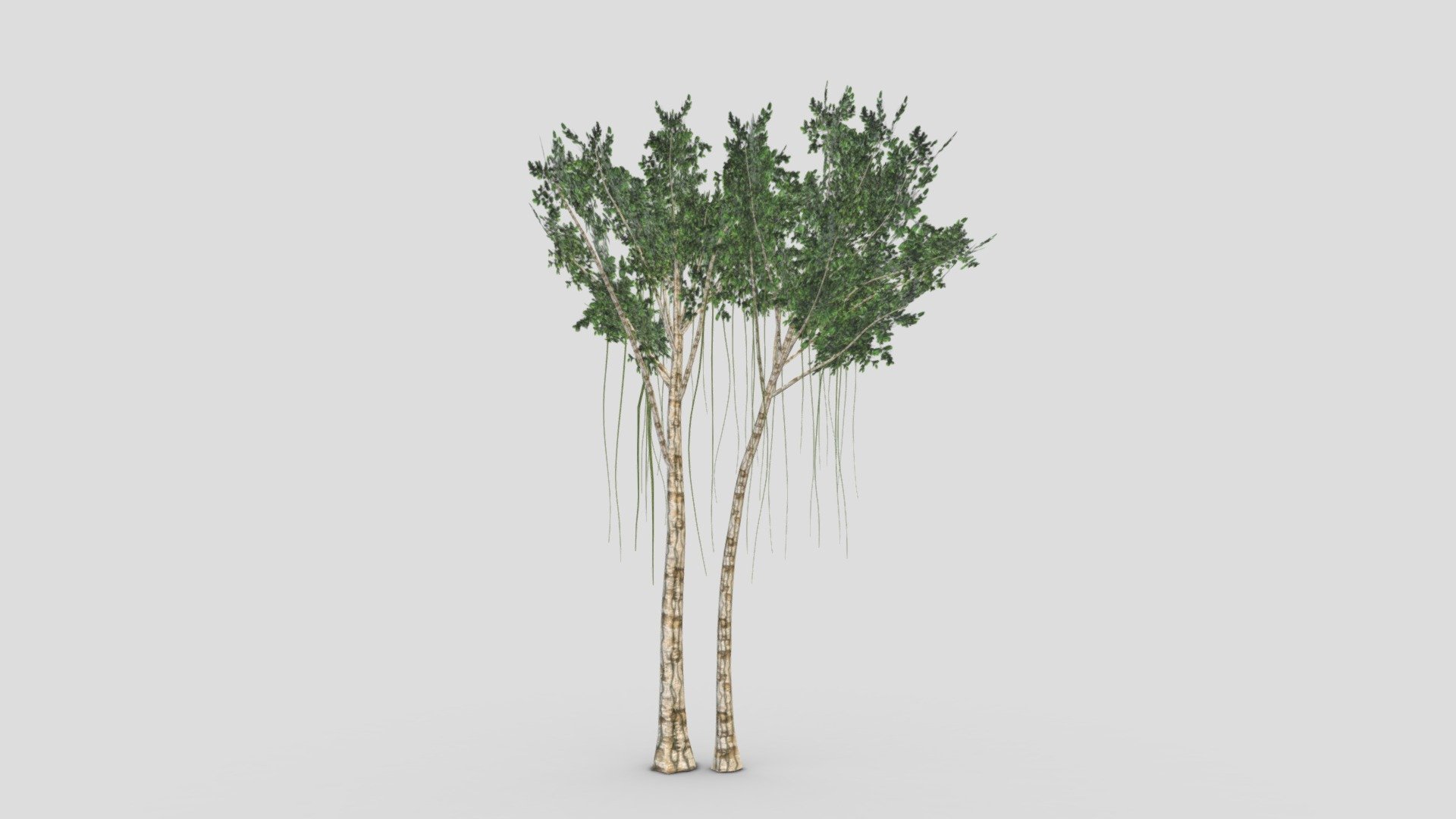 Agarwood Tree- 01 3d model