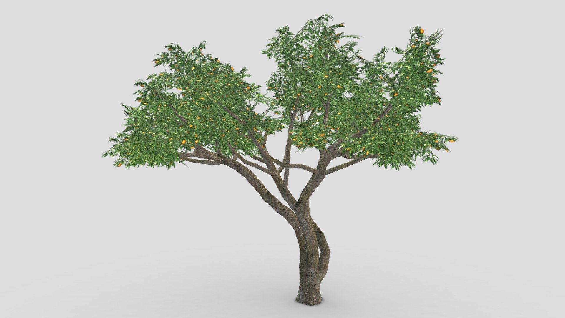 Orange Tree- S08 3d model