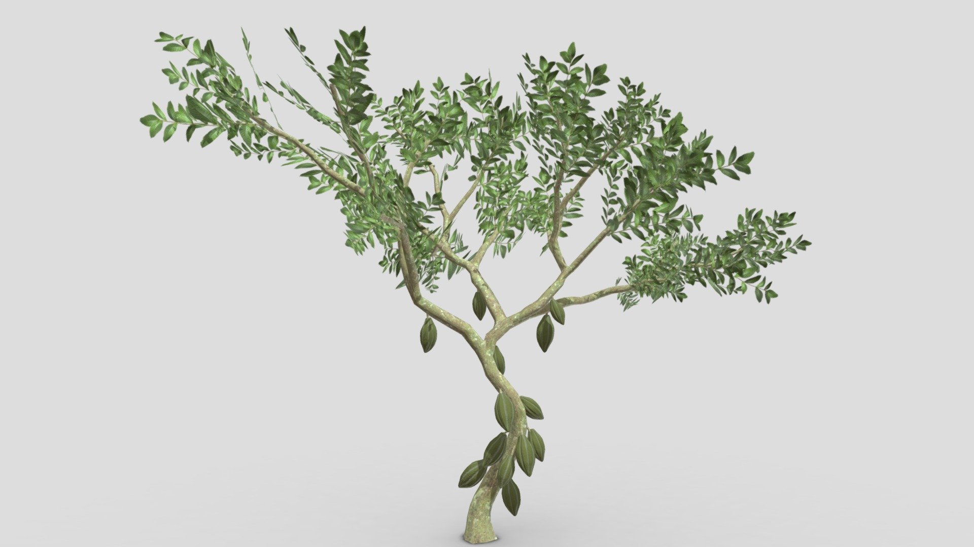 Cacao Tree( Green Fruit)- 03 3d model