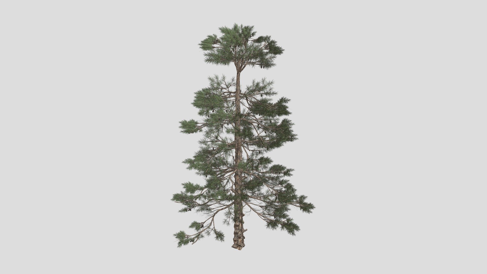 Huangshan Pine Tree 02 3d model