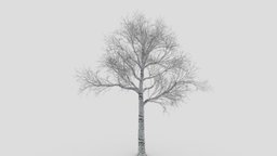 White Birch Tree-ST-34